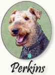 Perkins the Braille Dog
